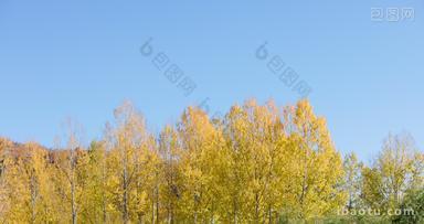 秋天蓝天下金黄的桦树
